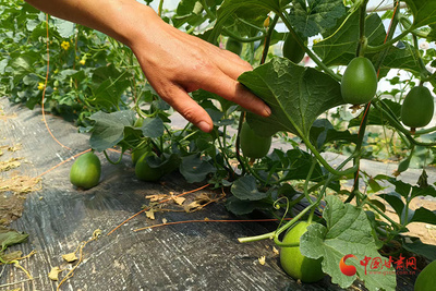 灵台 绿色发展铺就致富路，好山好水成就好日子