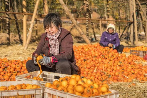 云认养 开启农副产品营销新纪元，以透明种植筑牢食品安全防线