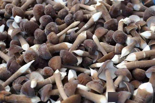 江苏泗阳现代农业产业园 绘就生态高效特色现代农副产品销售新图景