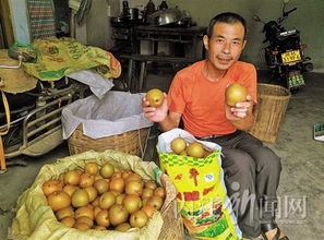 突破农副产品销售瓶颈 果香不怕巷子深