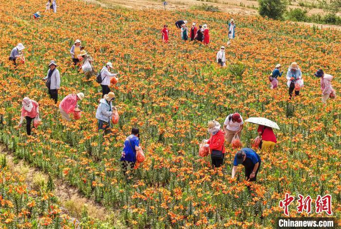山东荣成 百合花开富农家，食品销售助增收
